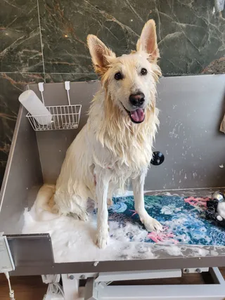 Che, een witte herder, zit vrolijk in bad met schuim om zijn poten