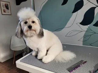 Lexi, een coton de tuléar, zit op de trimtafel