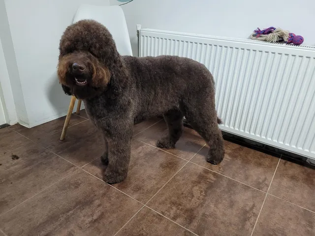 Adour, een barbet, in model geknipt in de salon