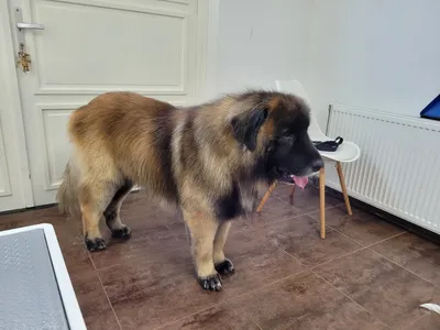Anthon, een leonberger, staat in de salon na het ontwollen