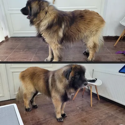 Anthon, een leonberger, staat in de salon