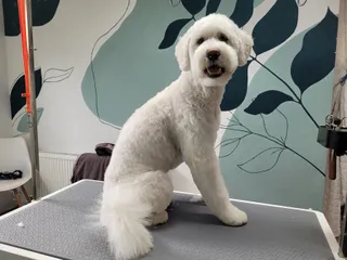 Bear, een portugese waterhond, zit in model op de trimtafel