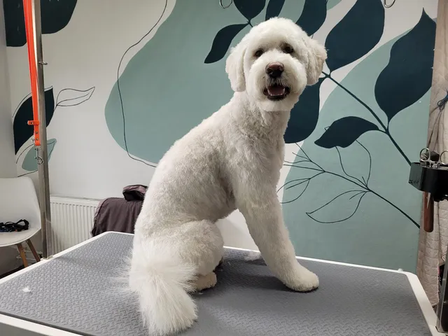 Bear, een portugese waterhond, zit in model op de trimtafel