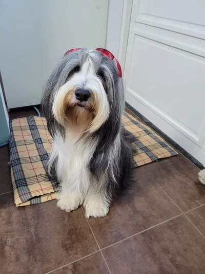 Beau, een bearded collie met een lange zilvergrijze vacht, zit op een kleed