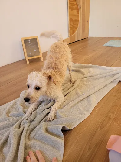 Billie, een cavapoo, speelt op de handdoek na het bad
