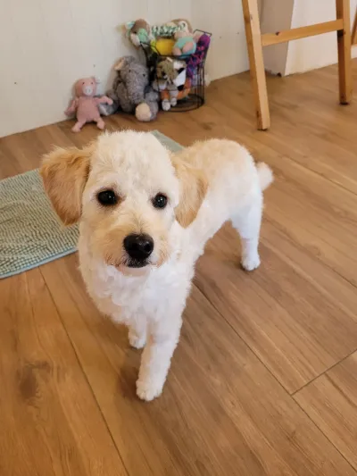 Billie, een maltipoo, loopt nieuwsgierig op de camera af