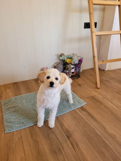Billie, een maltipoo, staat op een matje