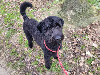 Bliss, een zwarte labradoodle, staat buiten aan de lijn