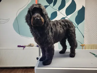 Blitz, een zwarte bernedoodle, staat op de trimtafel