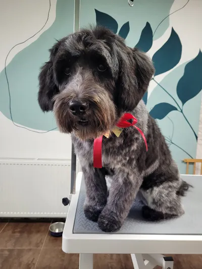 Blitz, een schapendoes, met een rode strik op de trimtafel