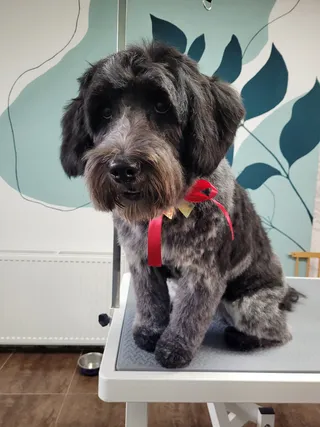 Blitz, een schapendoes, met een rood strikje voor de plantenwand