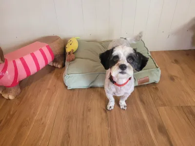 Bo, een boomer, zit voor het mandje in de salon