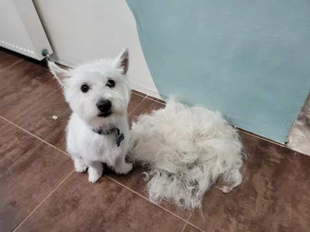 Bob, een west highland white terrier, zit naast de wol die bij het ontwollen losliet