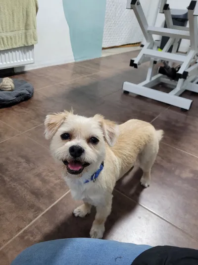 Bobby, een boomer, staat vrolijk in de salon
