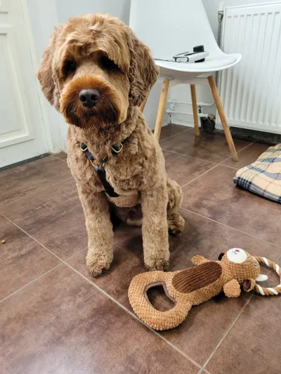 Bobby, een labradoodle, zit naast een speeltje in de salon