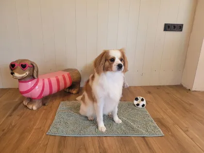 Bobo, een cavalier king charles spaniël, op een matje in de salon, naast het houten teckelbeeld en een speelbal