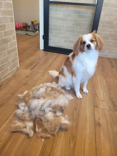 Bobo, een cavalier king charles spaniël, naast de berg ondervacht die tijdens één ontwolbehandeling losliet