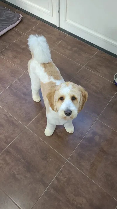 Boef, een labradoodle, kijkt omhoog vanaf de vloer