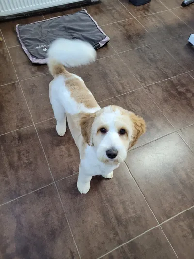 Boef, een wit met bruine labradoodle, staat in de salon