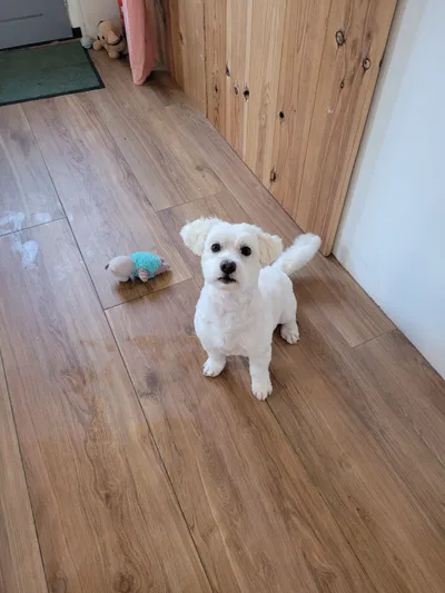 Boris, een west highland white terrier kruising, staat in de salon