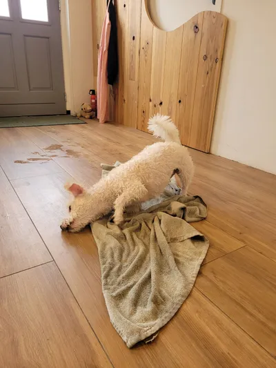 Boris, een west highland white terrier mix, rolt over de handdoek na het bad