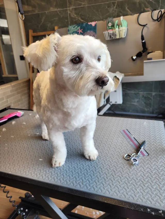 Boris, een westie-mix, zit fris op de trimtafel