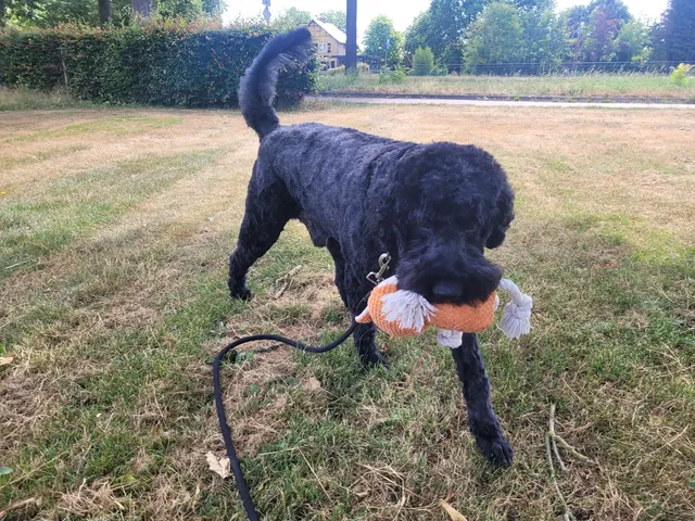 Bowie, een labradoodle, loopt buiten met een speeltje in de bek