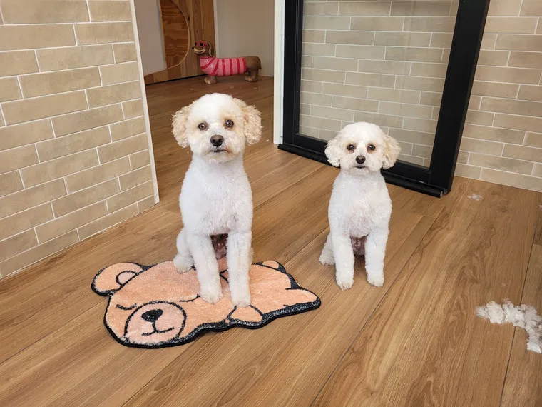 De mini-doodles Bram en Pip na hun behandeling