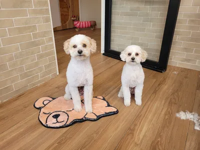 Bram en Pip, twee mini-doodles, zitten klaar op het berenmatje