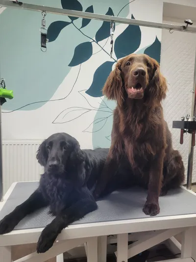 Brin en Mats, twee flatcoated retrievers, liggen samen op de trimtafel