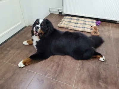 Bruno, een berner sennenhond, ligt languit op de vloer van de salon