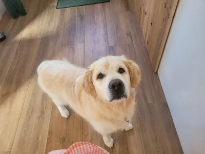Buddy, een golden retriever, kijkt omhoog na de behandeling