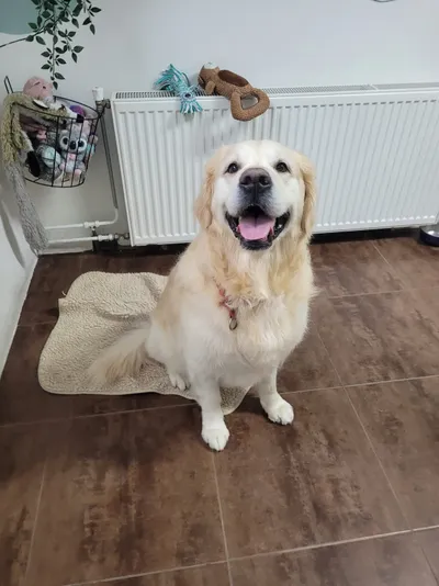 Buddy, een golden retriever, staat lachend op een kleed