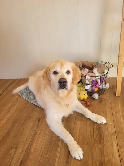 Buddy, een golden retriever, ligt op een kussen in de salon