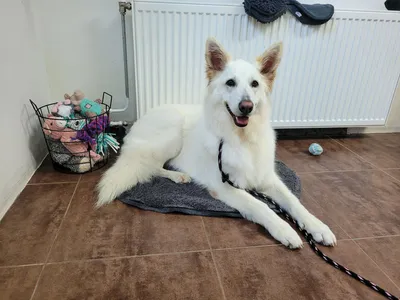 Che, een witte herder, ligt op een kleed in de salon
