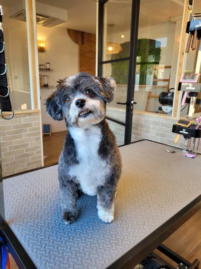 Chica, een boomer, zit fris getrimd op de trimtafel in de salon