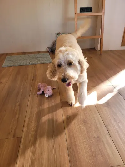 Chouffe, een labradoodle, komt vrolijk aanlopen met een knuffel