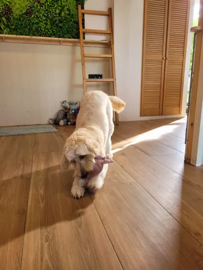 Chouffe, een labradoodle, speelt met een knuffel in de salon
