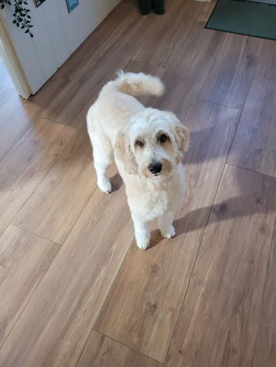 Chouffe, een labradoodle, staat op de vloer van de salon