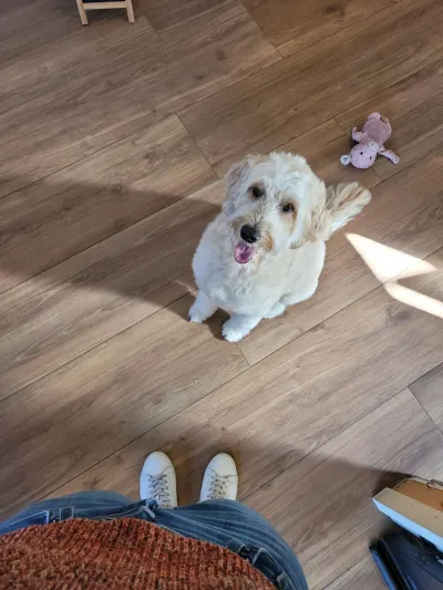 Chouffe, een labradoodle, zit op de vloer en kijkt omhoog