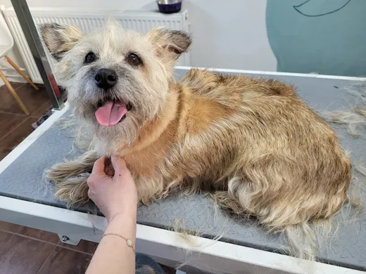 Coco, een cairn terrier, ligt op de trimtafel na het plukken
