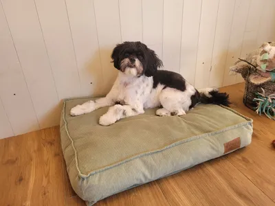Cody, een boomer, ligt op een groen kussen
