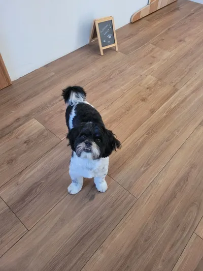 Cody, een boomer, op de houten vloer van de salon