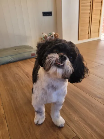 Cody, een boomer, zit fris getrimd op de vloer van de salon