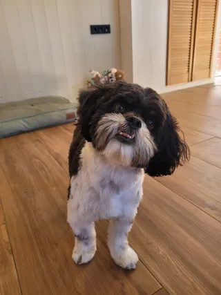 Cody, een boomer, zit fris getrimd op de vloer van de salon