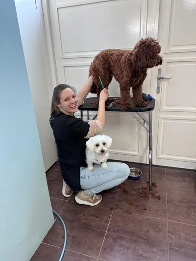 Cynthia aan het werk met Soof, een labradoodle, op tafel en Cookie, een maltezer, op schoot