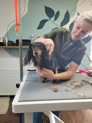 Stagiair Delila werkt aan Max, een langharige teckel, op de trimtafel