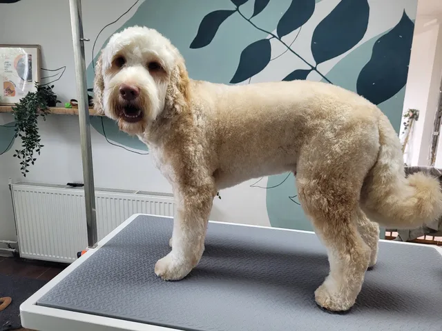 Doekhi, een labradoodle, in model geknipt op de trimtafel