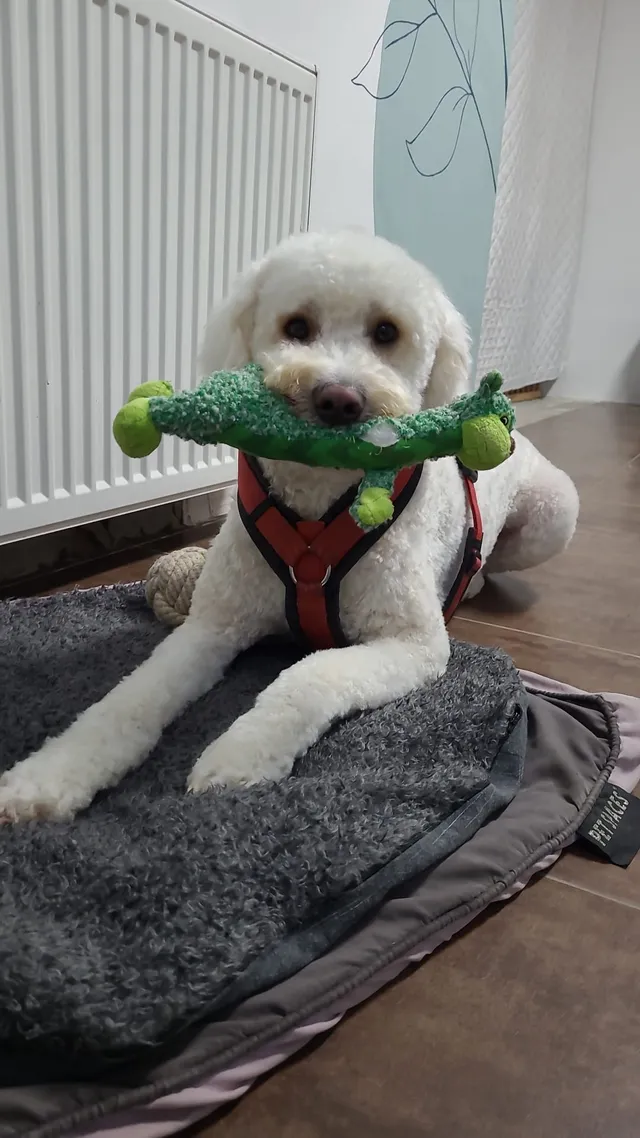 Doodle, een labradoodle, ligt op een kleed met een groen speeltje in de bek