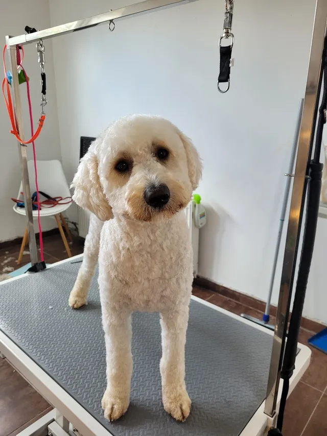Doodle, een lichte labradoodle, staat op de trimtafel
